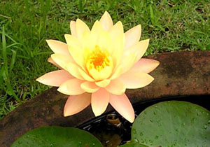 Impressionen von Bali