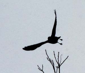 Vögel und andere Tiere / Birds and other Animals