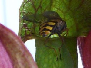 Fleischfressende Pflanze beim Speisen/ Carnivorous Plant eating an Insect